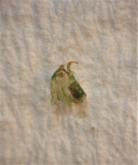 Tuicoris excelsus