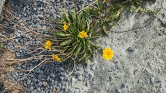 Scorzoneroides autumnalis