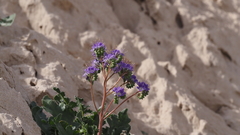 Phacelia crenulata ambigua