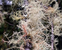 Usnea rubicunda