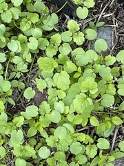 Stachys floridana