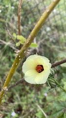 Hibiscus