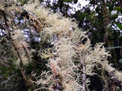 Usnea rubicunda