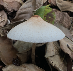 Lepiota cristata