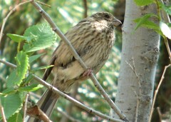 Carpodacus rubicilloides