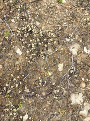 Frankenia pauciflora