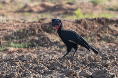Bucorvus abyssinicus
