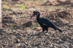 Bucorvus abyssinicus