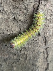 Ormiscodes amphimone