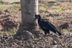 Bucorvus abyssinicus