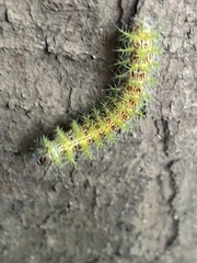 Ormiscodes amphimone