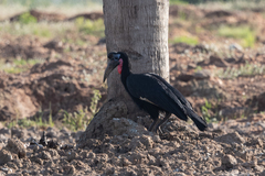 Bucorvus abyssinicus