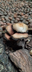 Agaricales
