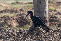 Bucorvus abyssinicus