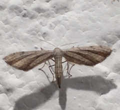 Euacidalia brownsvillea