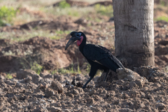 Bucorvus abyssinicus
