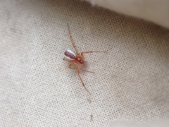 Pityohyphantes rubrofasciatus