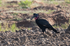 Bucorvus abyssinicus