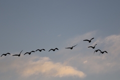 Branta canadensis