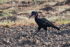 Bucorvus abyssinicus