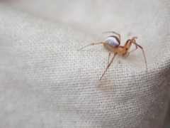 Pityohyphantes rubrofasciatus