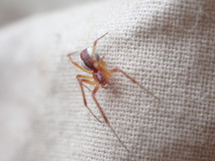 Pityohyphantes rubrofasciatus