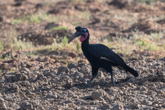 Bucorvus abyssinicus