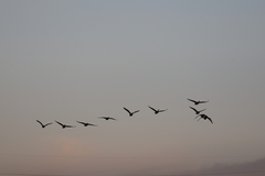 Branta canadensis