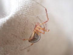 Pityohyphantes rubrofasciatus