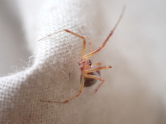 Pityohyphantes rubrofasciatus