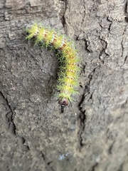 Ormiscodes amphimone