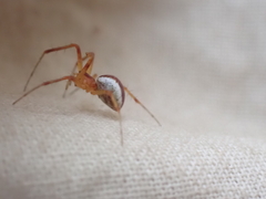 Pityohyphantes rubrofasciatus