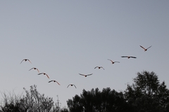 Branta canadensis