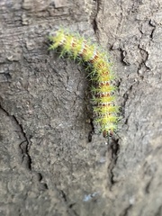 Ormiscodes amphimone