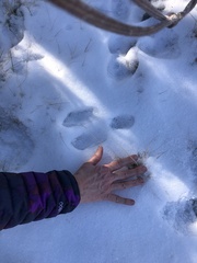 Lepus americanus