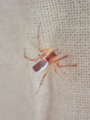 Pityohyphantes rubrofasciatus