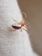 Pityohyphantes rubrofasciatus