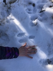 Lepus americanus