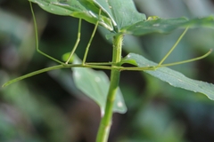 Cladoxerus