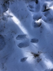 Lepus americanus