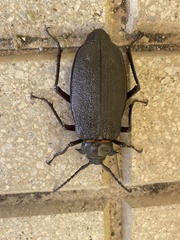 Acanthinodera cumingii