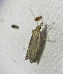 Thaumatopsis bolterellus