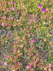 Disphyma crassifolium