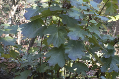 Hydrangea quercifolia