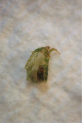 Tuicoris excelsus