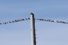 Columba livia domestica