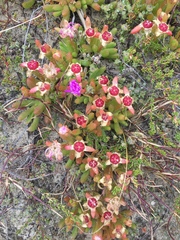 Disphyma crassifolium