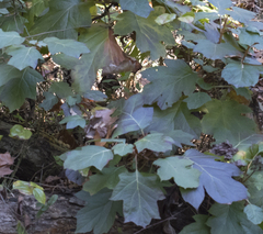 Hydrangea quercifolia