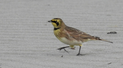 Eremophila alpestris strigata