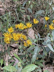 Munnozia